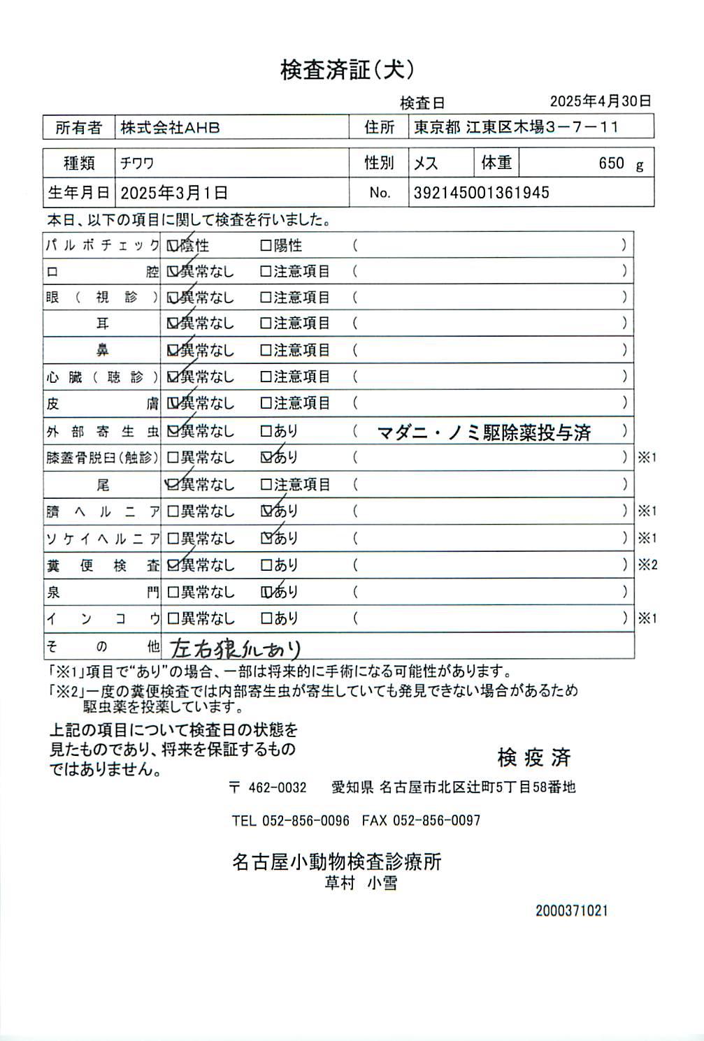 チワワ