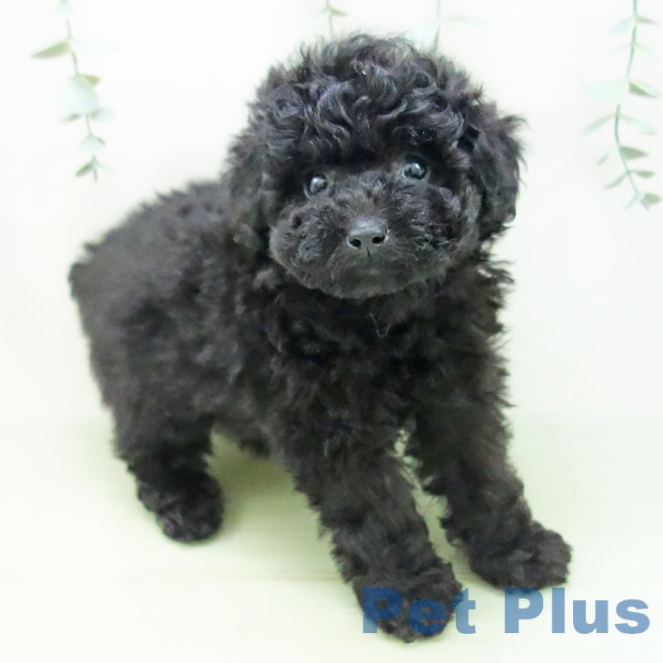 愛知県のトイプードル(トイ) (ペットプラス岡崎店/2025年3月4日生まれ/男の子/ブラック)の子犬