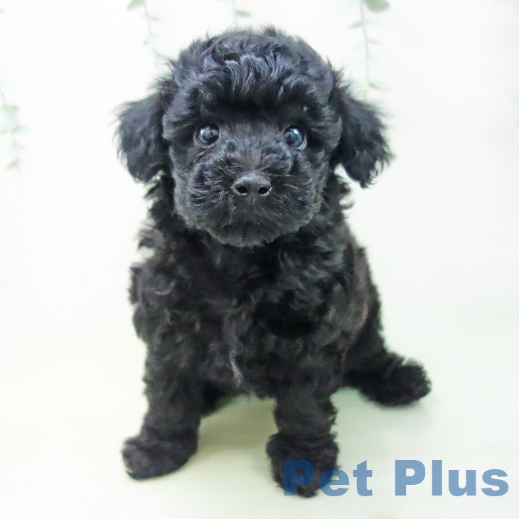 愛知県のトイプードル(トイ) (ペットプラス豊田店/2025年2月25日生まれ/女の子/ブラック)の子犬