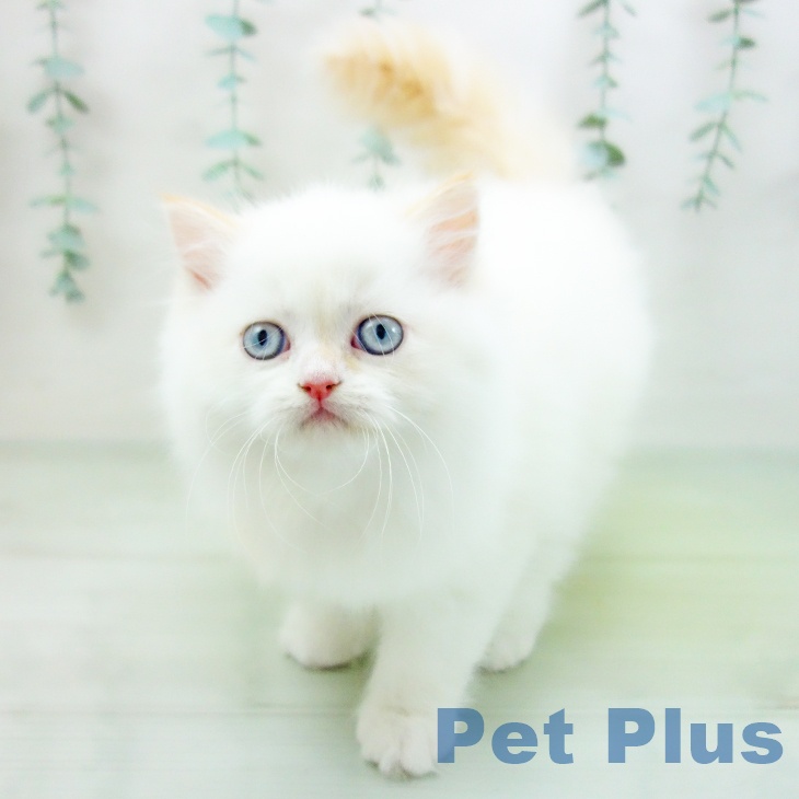 スコティッシュフォールドの写真2