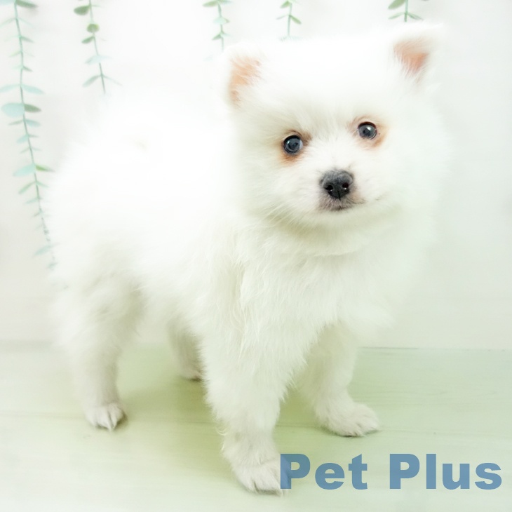 愛知県のポメラニアン (ペットプラス東浦店/2025年3月4日生まれ/男の子/クリーム)の子犬