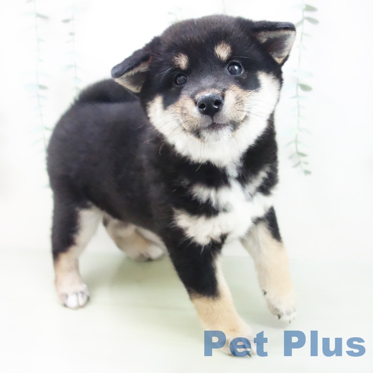 岐阜県の柴犬(標準サイズ) (ペットプラス光ケ丘店/2025年3月4日生まれ/女の子/黒)の子犬