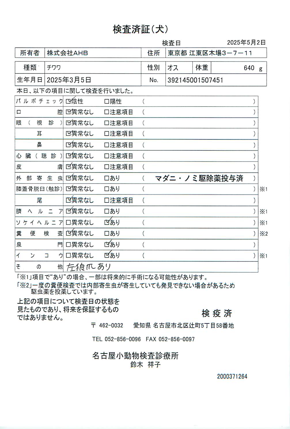 チワワ