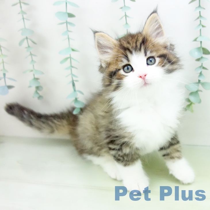 ノルウェージャンフォレストキャットの写真2