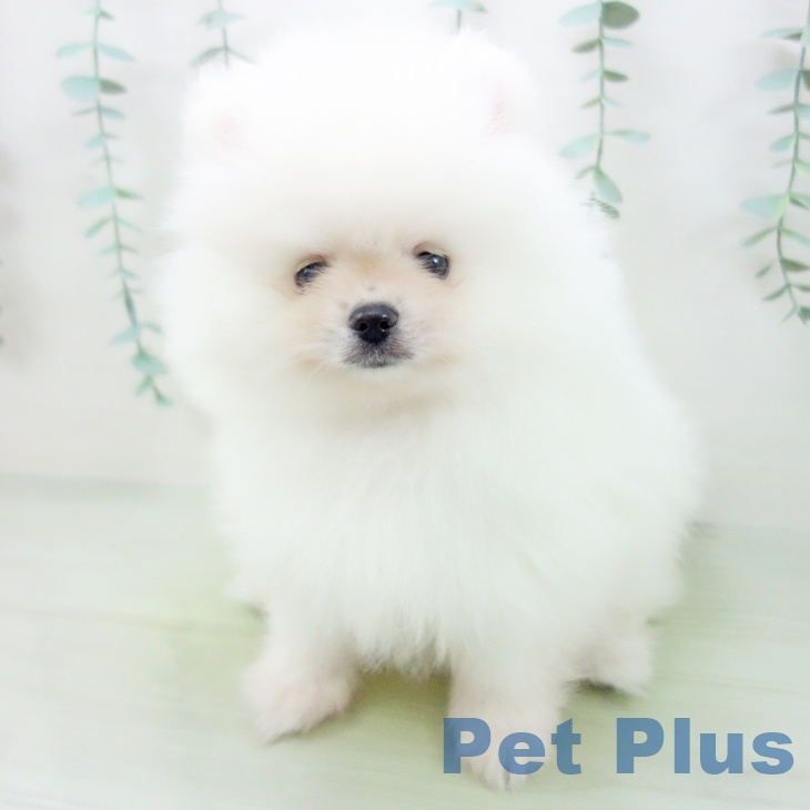 愛知県のポメラニアン (ペットプラス千種店/2025年3月6日生まれ/男の子/クリーム)の子犬