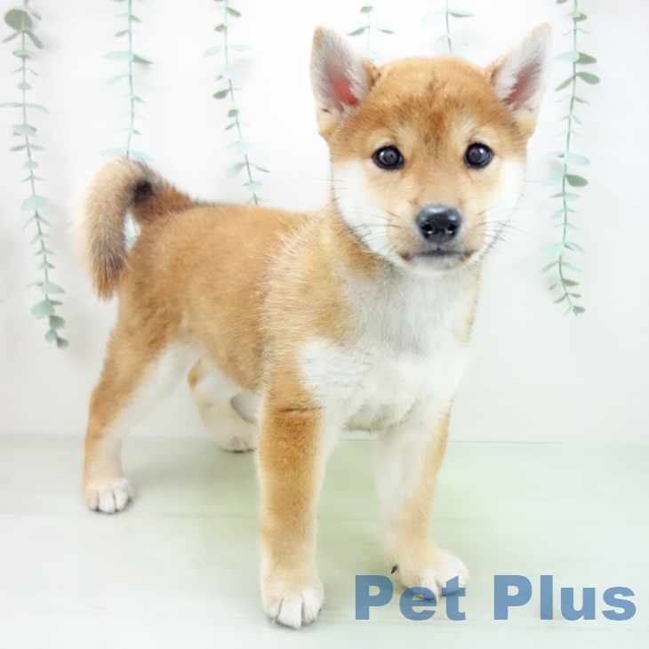 岐阜県の柴犬(標準サイズ) (ペットプラス各務原店/2025年2月26日生まれ/女の子/赤)の子犬