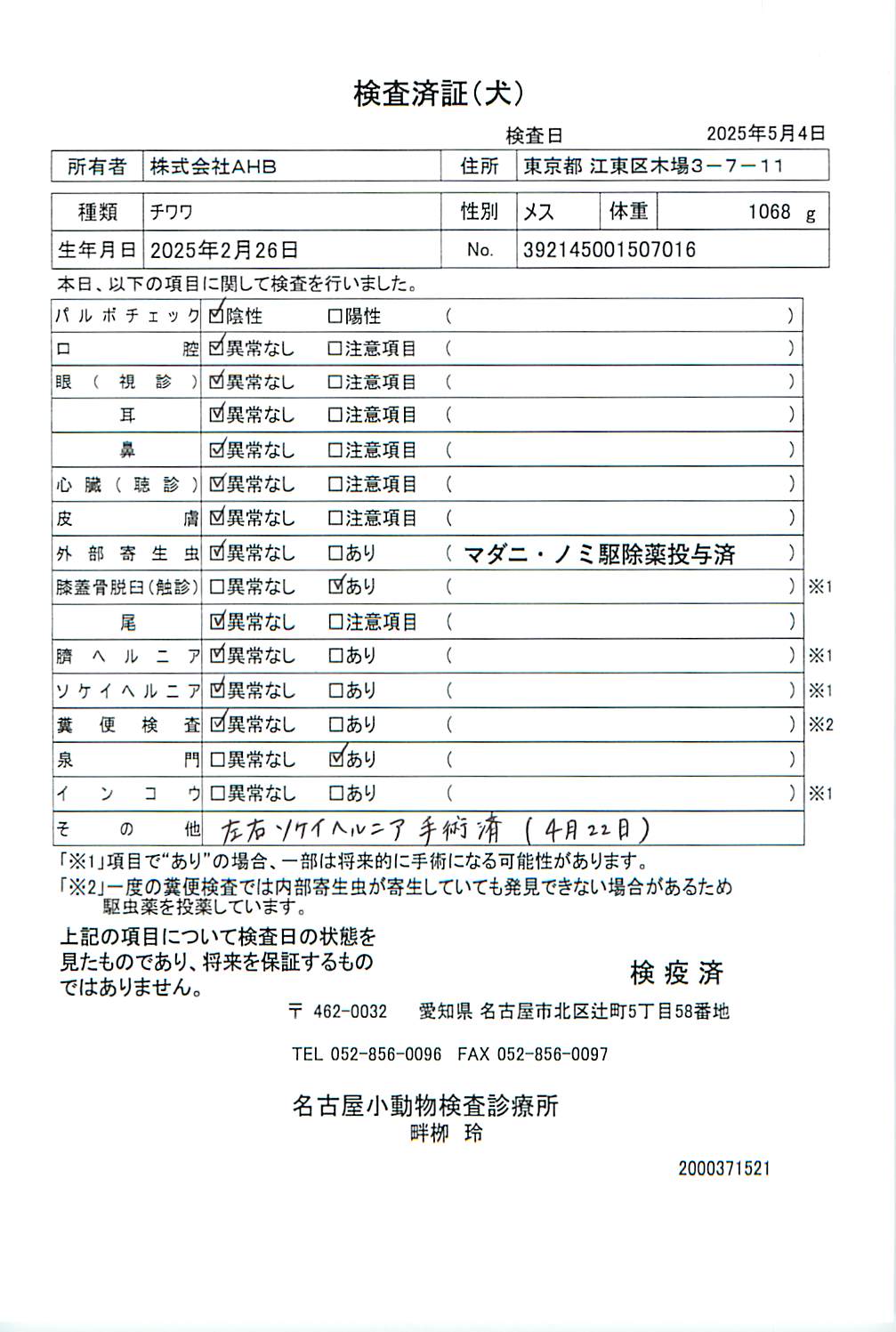 チワワ