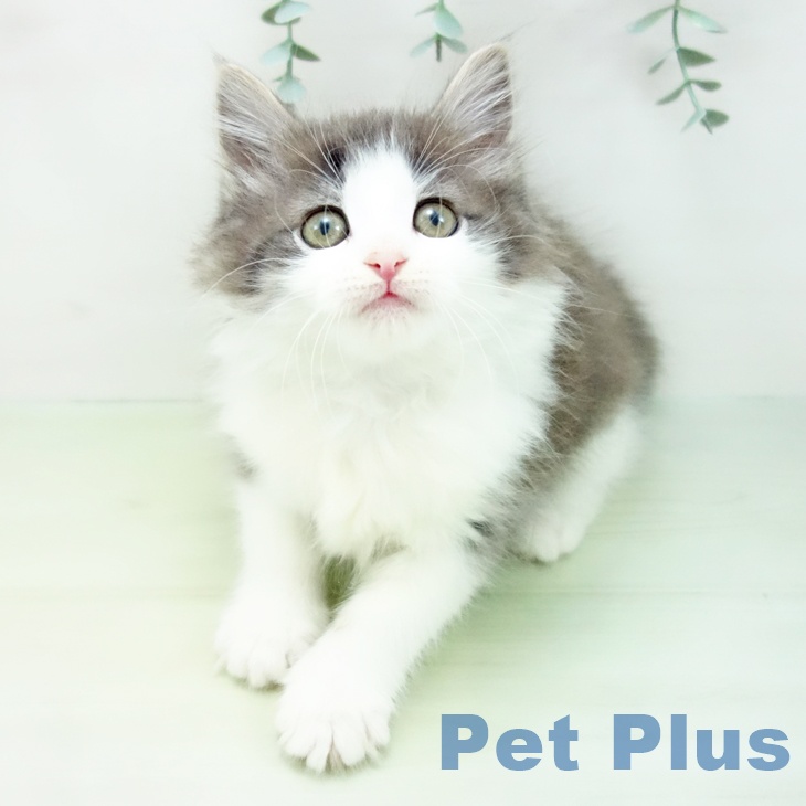 ノルウェージャンフォレストキャットの写真2