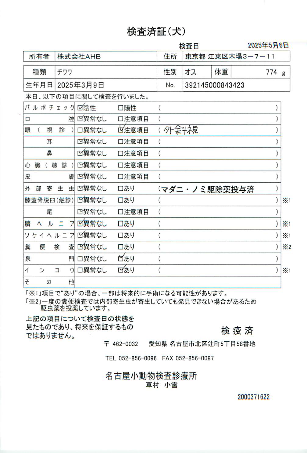 チワワ