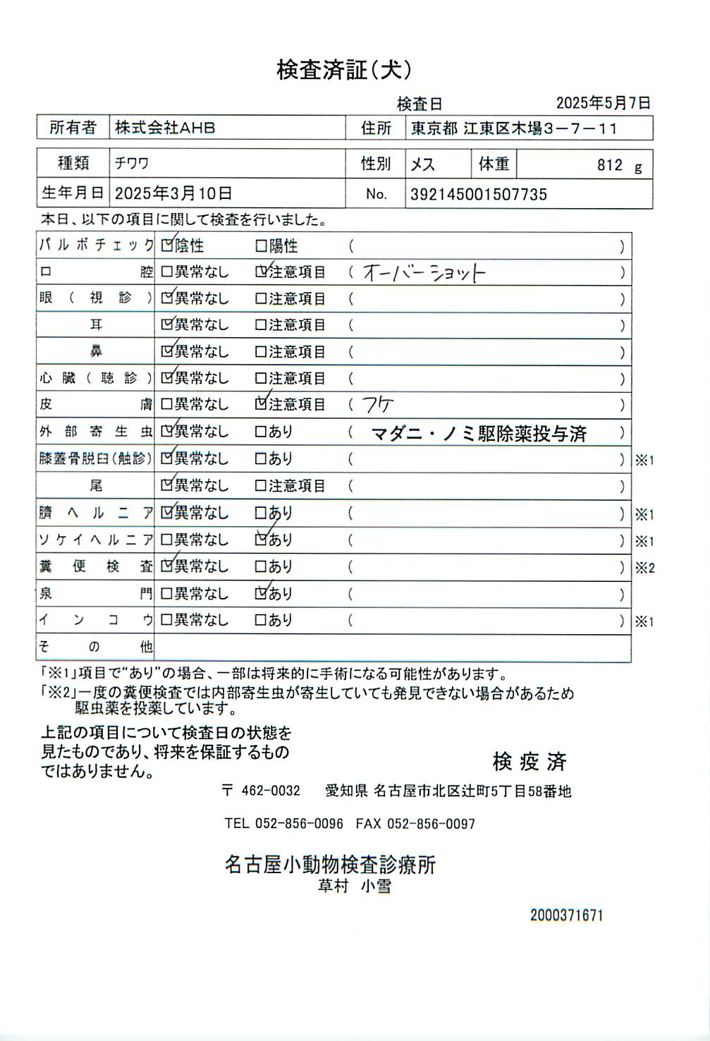 チワワ