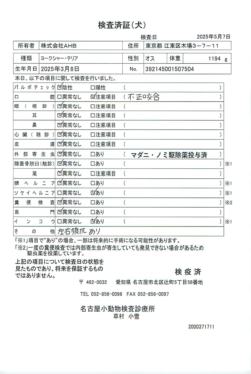 ヨークシャー・テリア