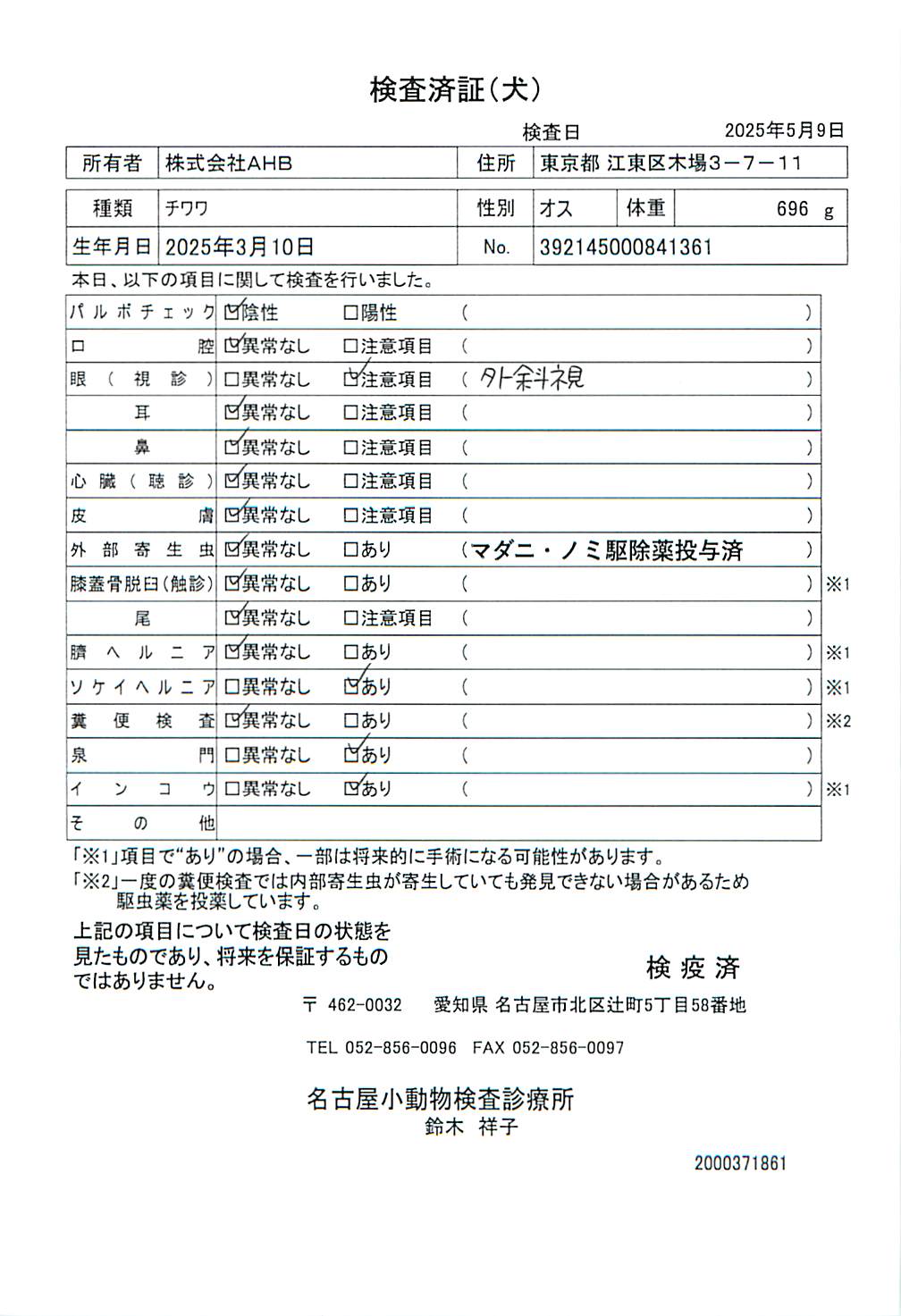 チワワ