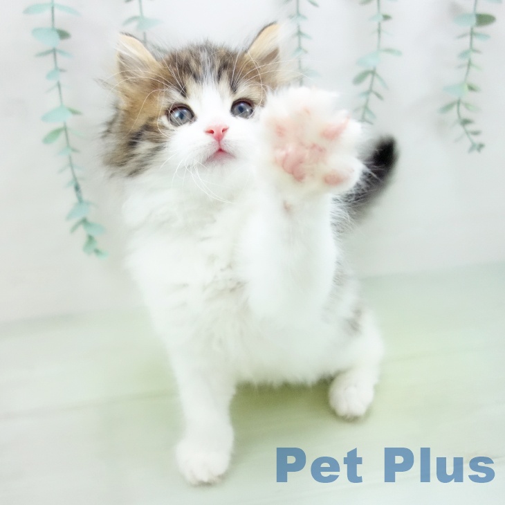 ノルウェージャンフォレストキャット