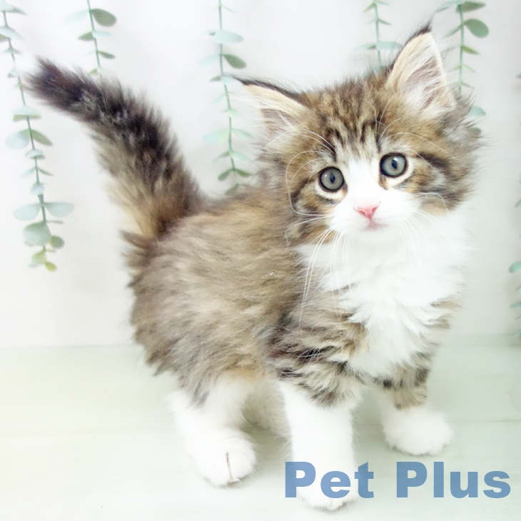 ノルウェージャンフォレストキャットの写真1