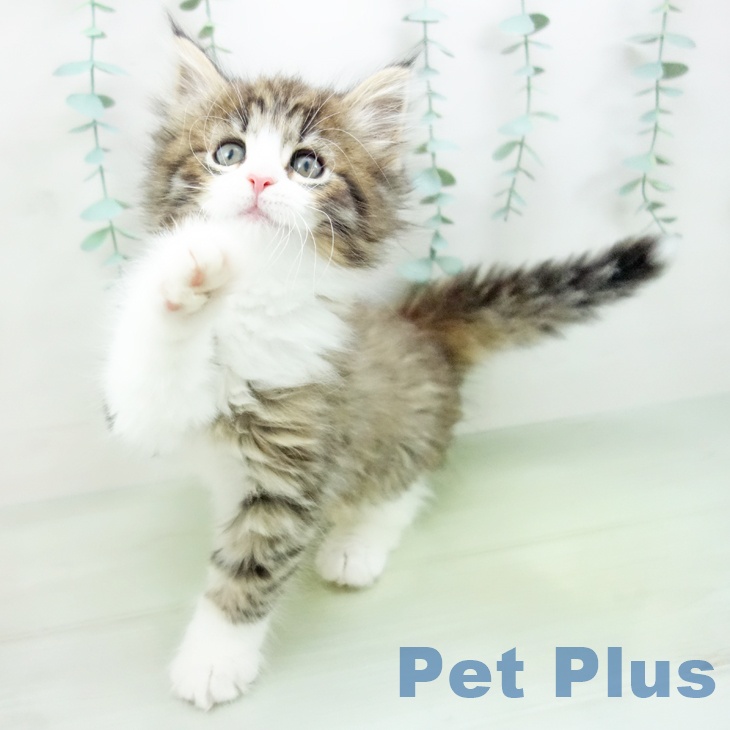 ノルウェージャンフォレストキャットの写真2