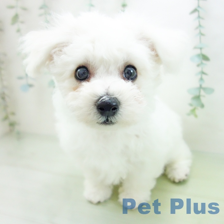 愛知県のビションフリーゼ (ペットプラス岡崎店/2025年3月8日生まれ/男の子/ホワイト)の子犬