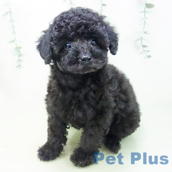 三重県のトイプードル(トイ) (ペットプラス鈴鹿店/2025年3月10日生まれ/女の子/ブラック)の子犬