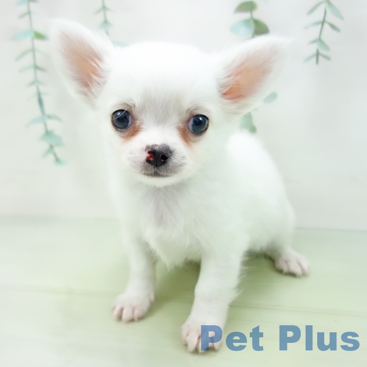 愛知県のチワワ(ロング) (ペットプラス岡崎店/2025年3月13日生まれ/男の子/クリーム)の子犬