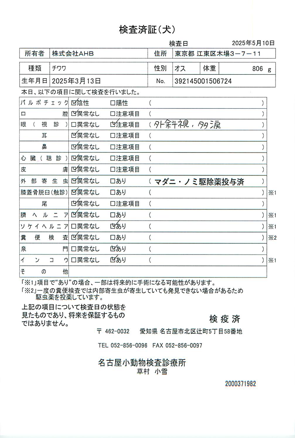 チワワ