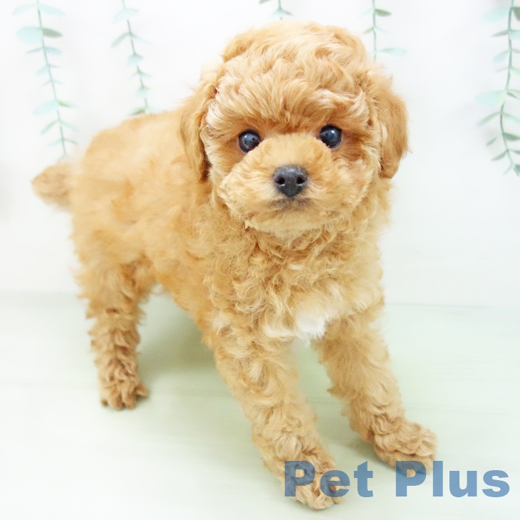 岐阜県のトイプードル(トイ) (ペットプラス各務原店/2025年3月14日生まれ/男の子/レッド)の子犬