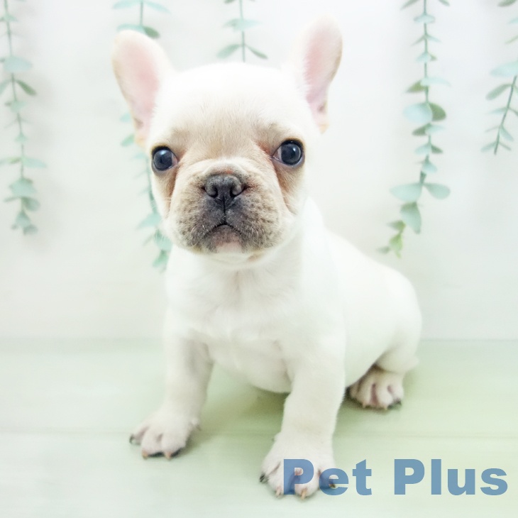 茨城県のフレンチブルドッグ (ペットプラスつくば店/2025年3月13日生まれ/男の子/クリーム)の子犬