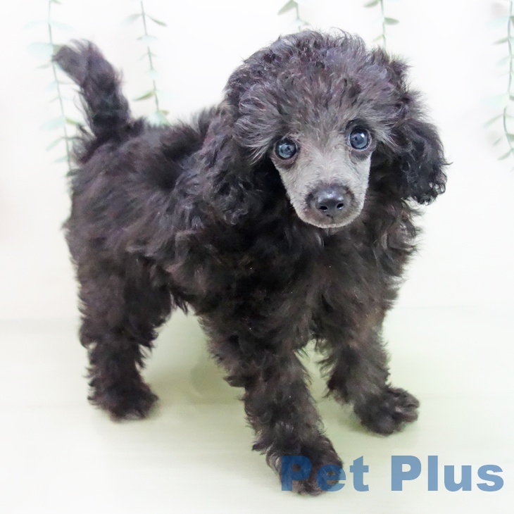 岐阜県のトイプードル(トイ) (ペットプラス光ケ丘店/2025年3月18日生まれ/男の子/グレー)の子犬