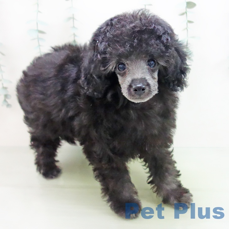 岐阜県のトイプードル(トイ) (ペットプラス各務原店/2025年3月18日生まれ/女の子/グレー)の子犬