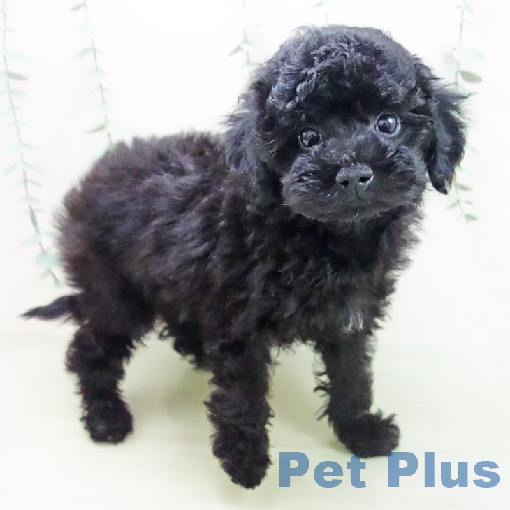 三重県のトイプードル(トイ) (ペットプラス津南店/2025年3月16日生まれ/女の子/ブラック)の子犬