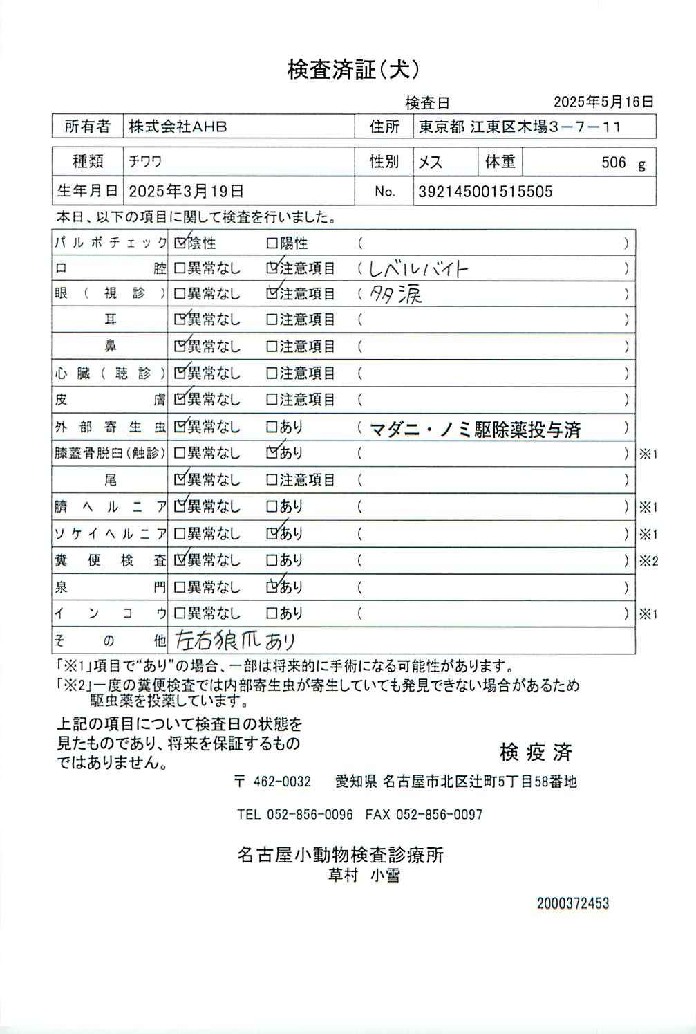 チワワ