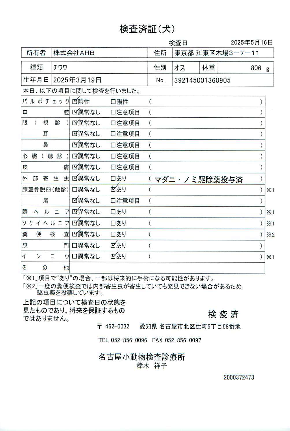 チワワ
