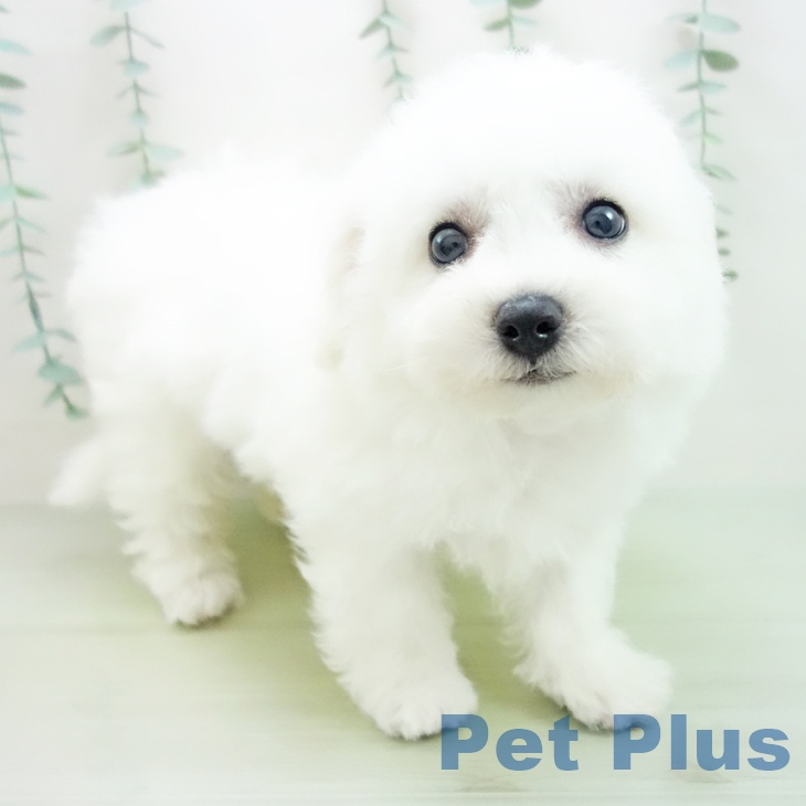 岐阜県のビションフリーゼ (ペットプラス光ケ丘店/2025年3月15日生まれ/男の子/ホワイト)の子犬