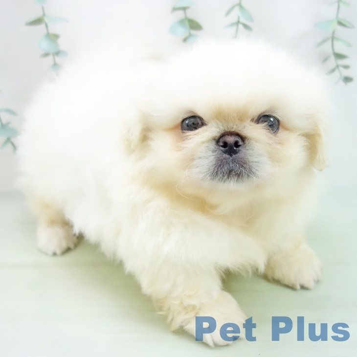 愛知県のペキニーズ (ペットプラス名古屋茶屋店/2025年3月18日生まれ/女の子/クリーム)の子犬