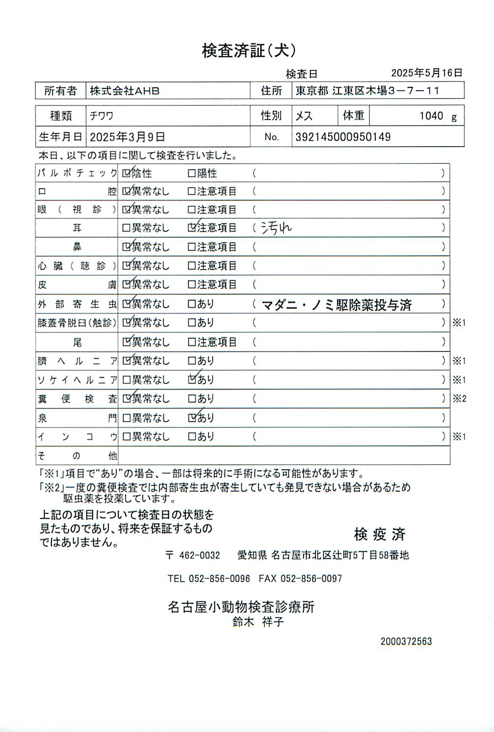チワワ