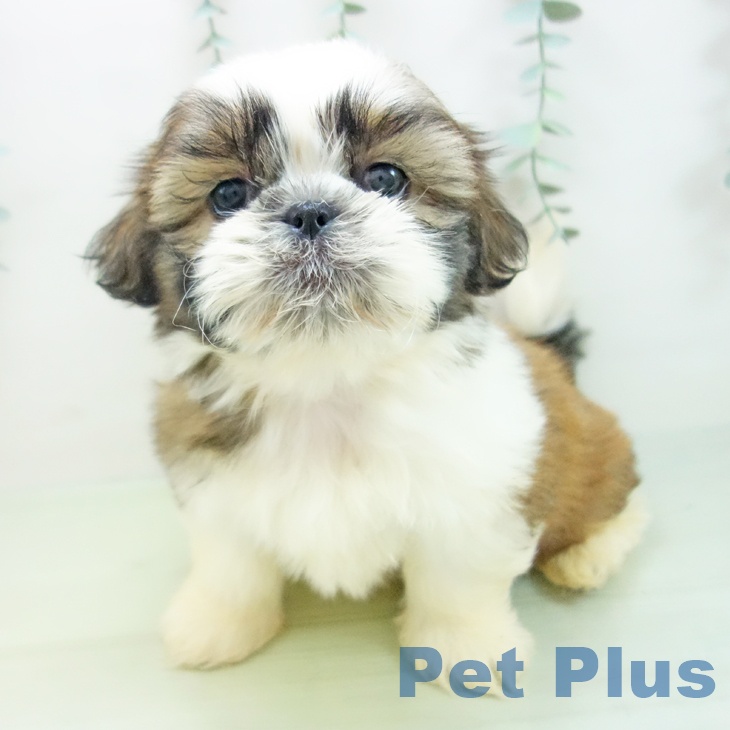 愛知県のシーズー (ペットプラス岡崎店/2025年3月20日生まれ/女の子/ゴールドホワイト)の子犬