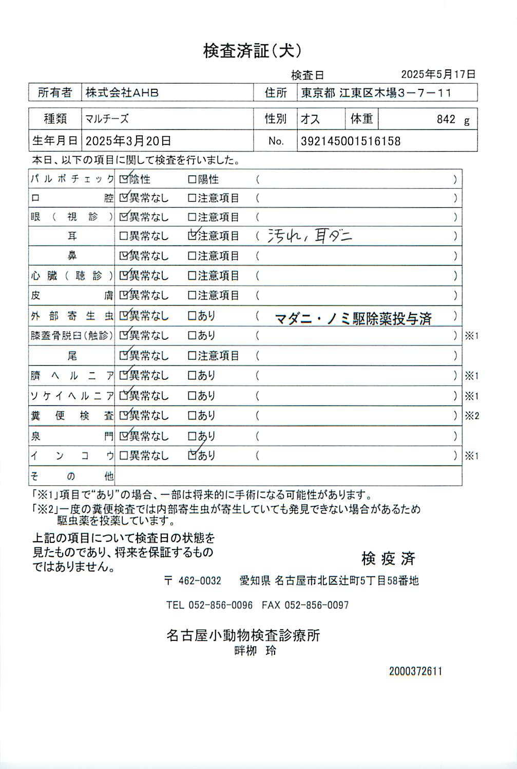 マルチーズ