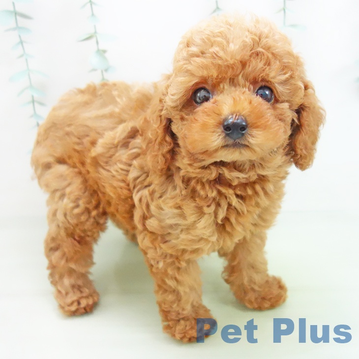 石川県のトイプードル(トイ) (ペットプラス白山店/2025年3月20日生まれ/男の子/レッド)の子犬
