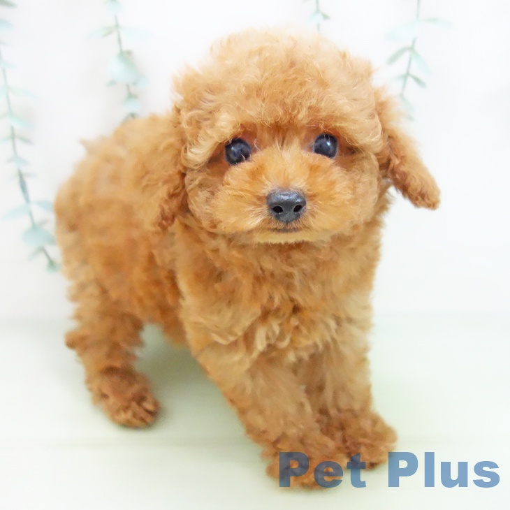 愛知県のトイプードル(トイ) (ペットプラス岡崎店/2025年3月15日生まれ/男の子/レッド)の子犬