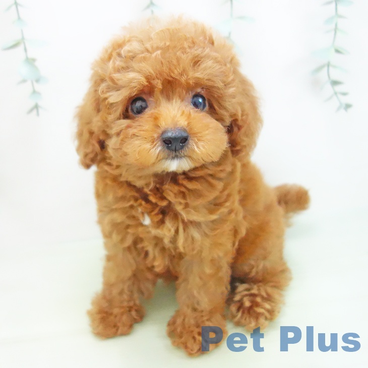 岐阜県のトイプードル(トイ) (ペットプラス各務原店/2025年3月15日生まれ/男の子/レッド)の子犬