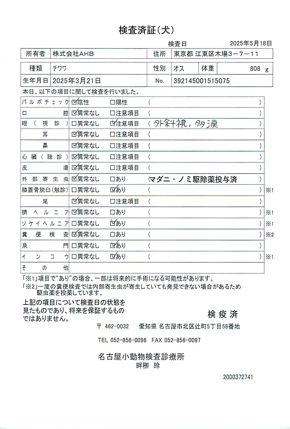 チワワ