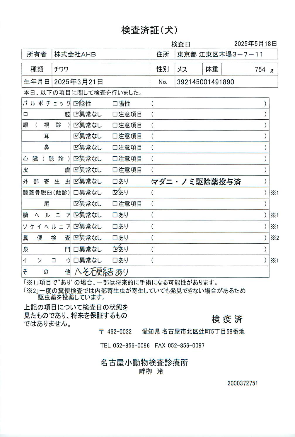 チワワ