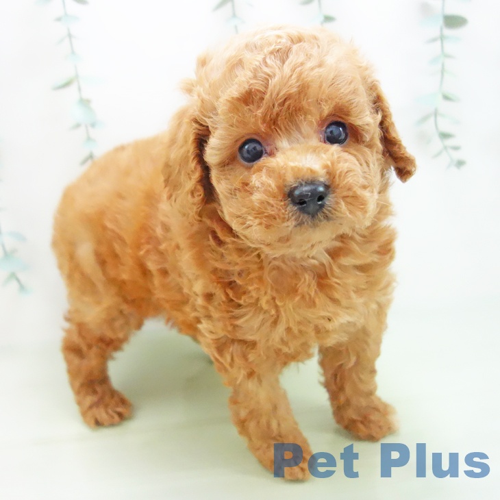 岐阜県のトイプードル(トイ) (ペットプラス光ケ丘店/2025年3月21日生まれ/男の子/レッド)の子犬