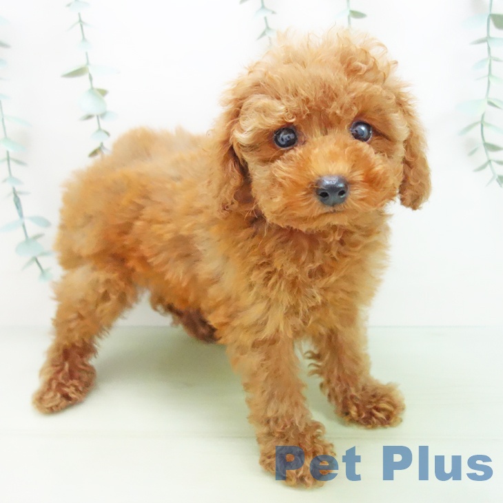 富山県のトイプードル(トイ) (ペットプラス高岡店/2025年3月21日生まれ/男の子/レッド)の子犬