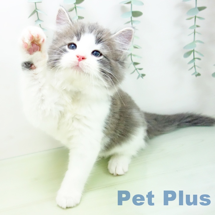 ノルウェージャンフォレストキャットの写真2