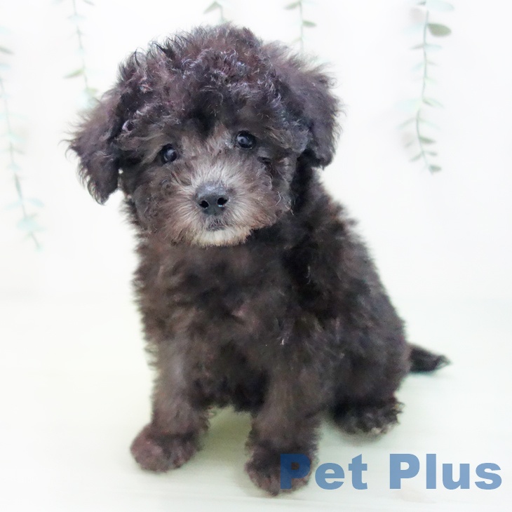 三重県のトイプードル(トイ) (ペットプラス鈴鹿店/2025年3月20日生まれ/男の子/シルバー)の子犬