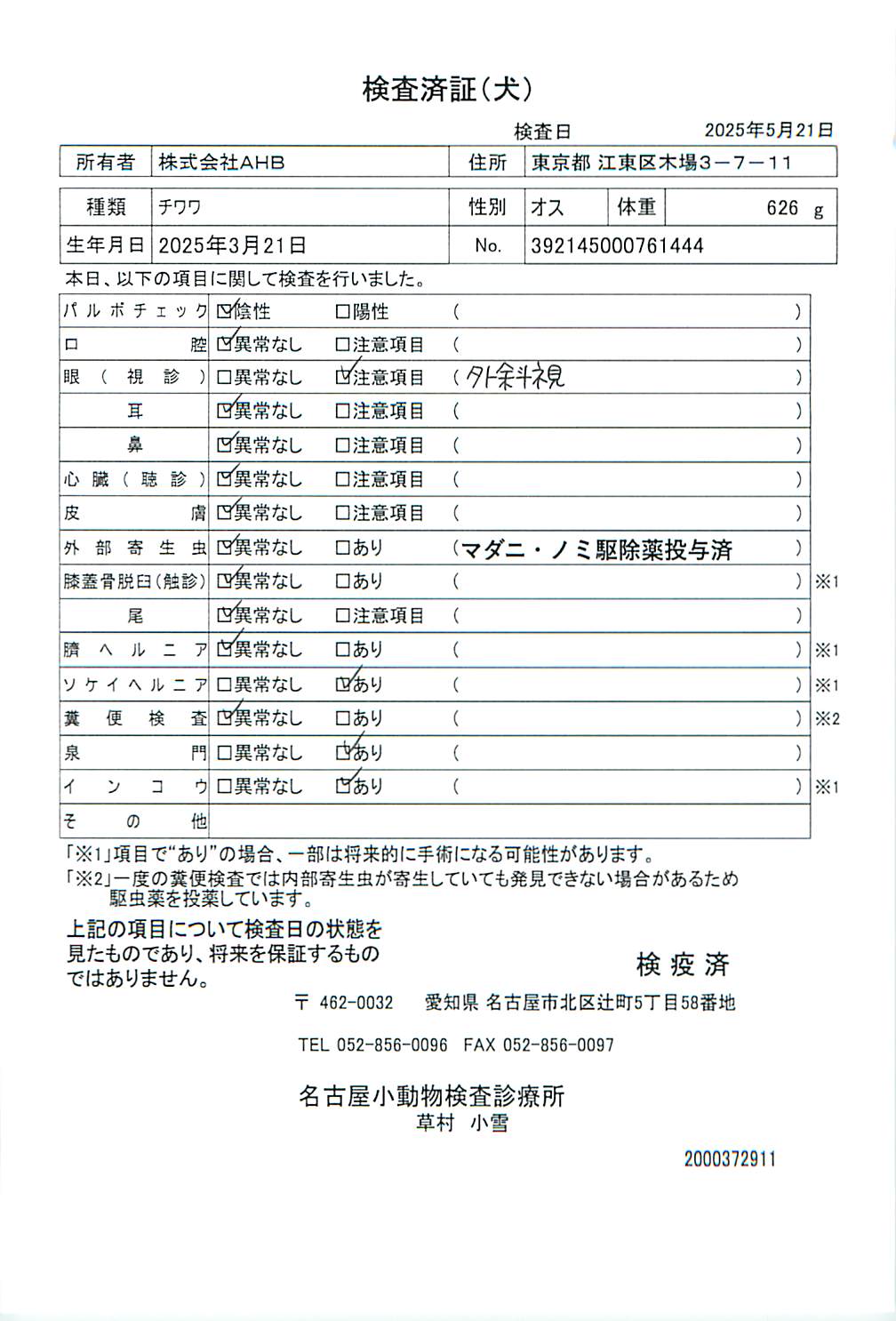 チワワ