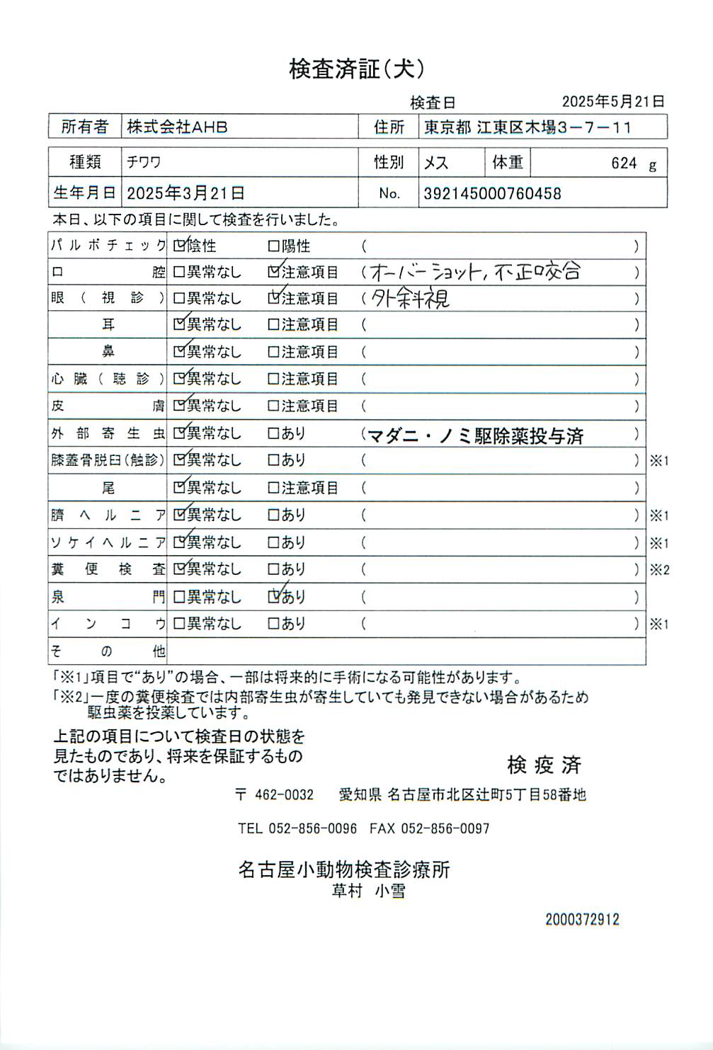チワワ