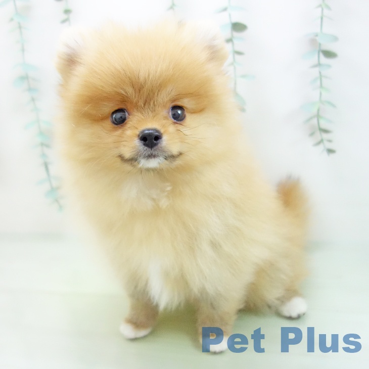 岐阜県のポメラニアン (ペットプラス各務原店/2025年3月17日生まれ/女の子/オレンジ)の子犬