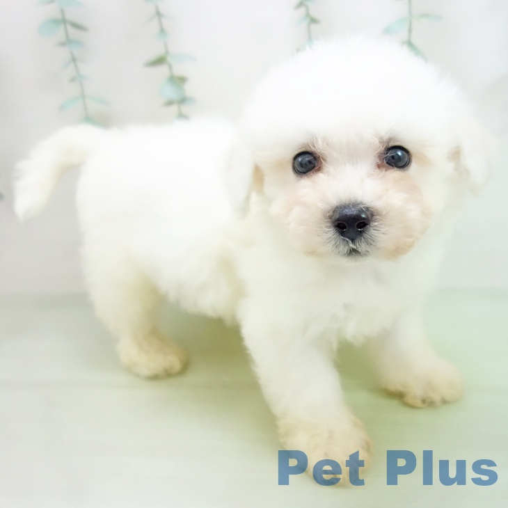 富山県のビションフリーゼ (ペットプラス高岡店/2025年3月24日生まれ/男の子/ホワイト)の子犬