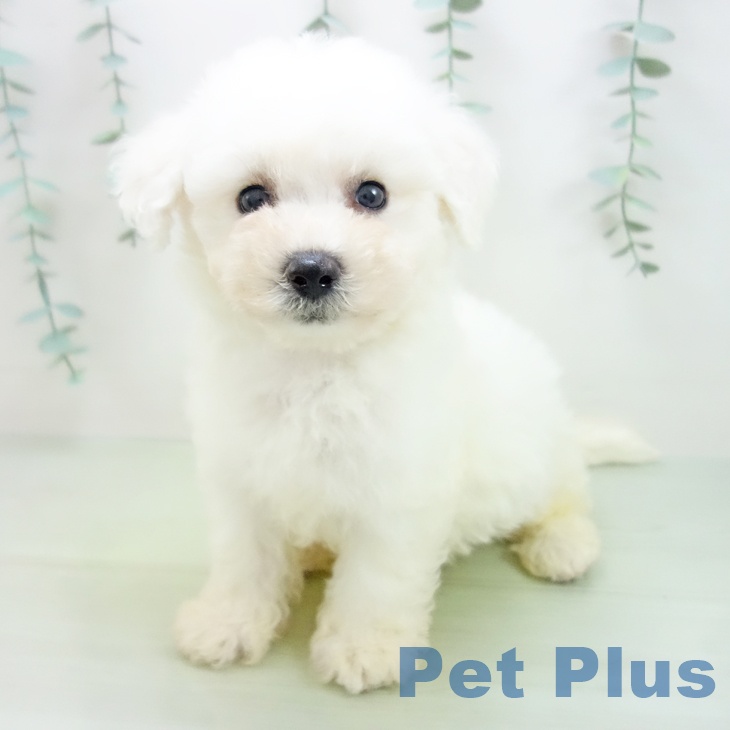 石川県のビションフリーゼ (ペットプラス白山店/2025年3月24日生まれ/女の子/ホワイト)の子犬