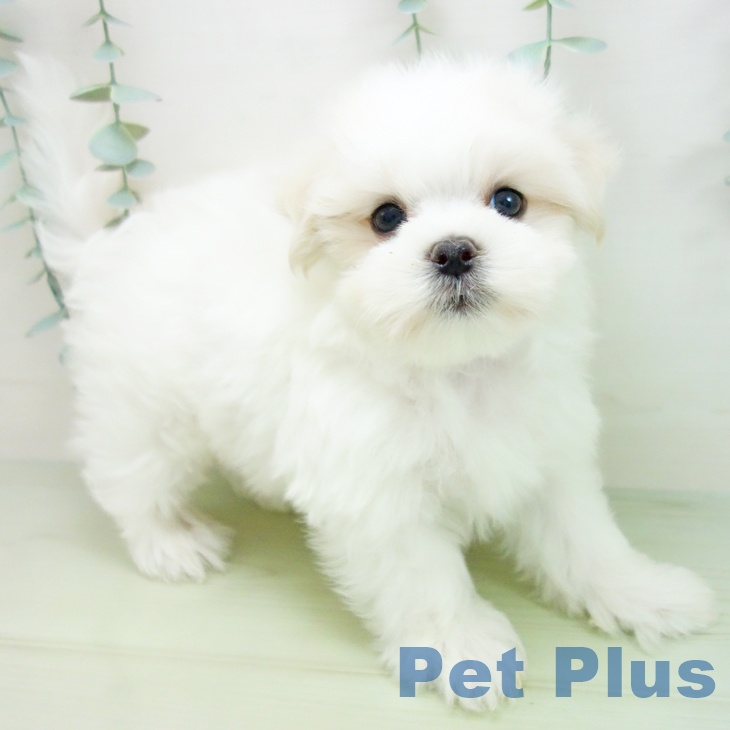 富山県のマルチーズ (ペットプラス高岡店/2025年3月20日生まれ/男の子/ホワイト)の子犬